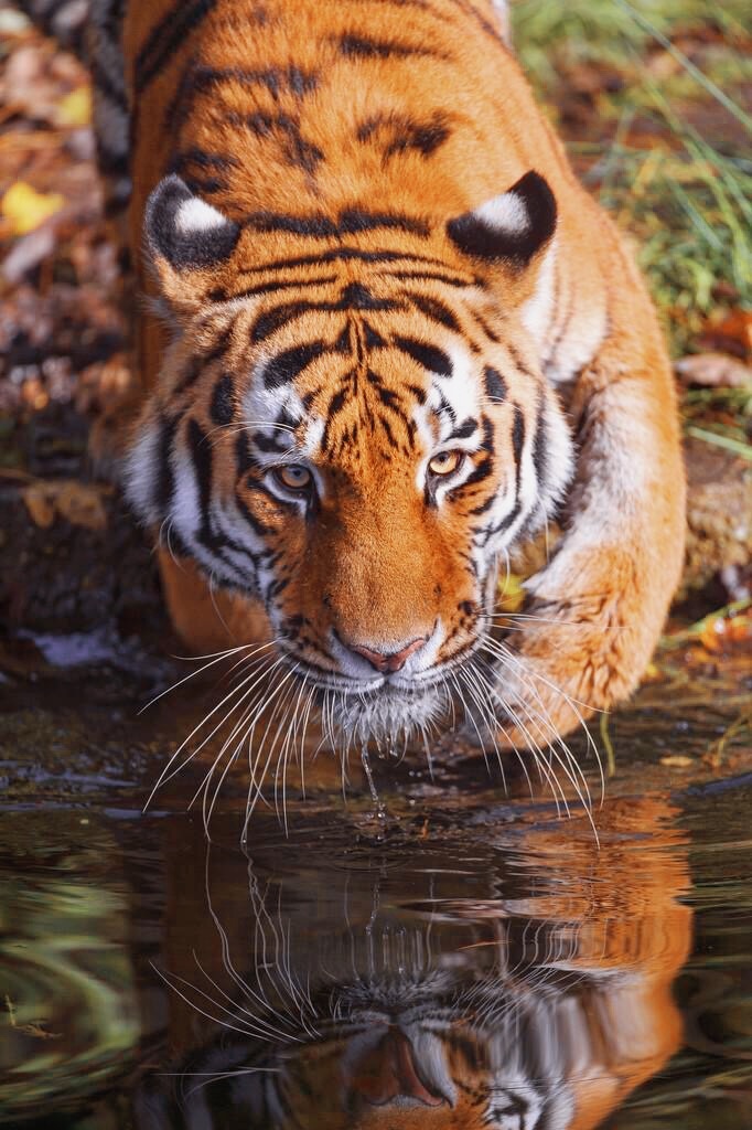 宠物摄影交流学习宠物摄影圈子野生动物老虎猛虎东北虎猫还没有人打赏