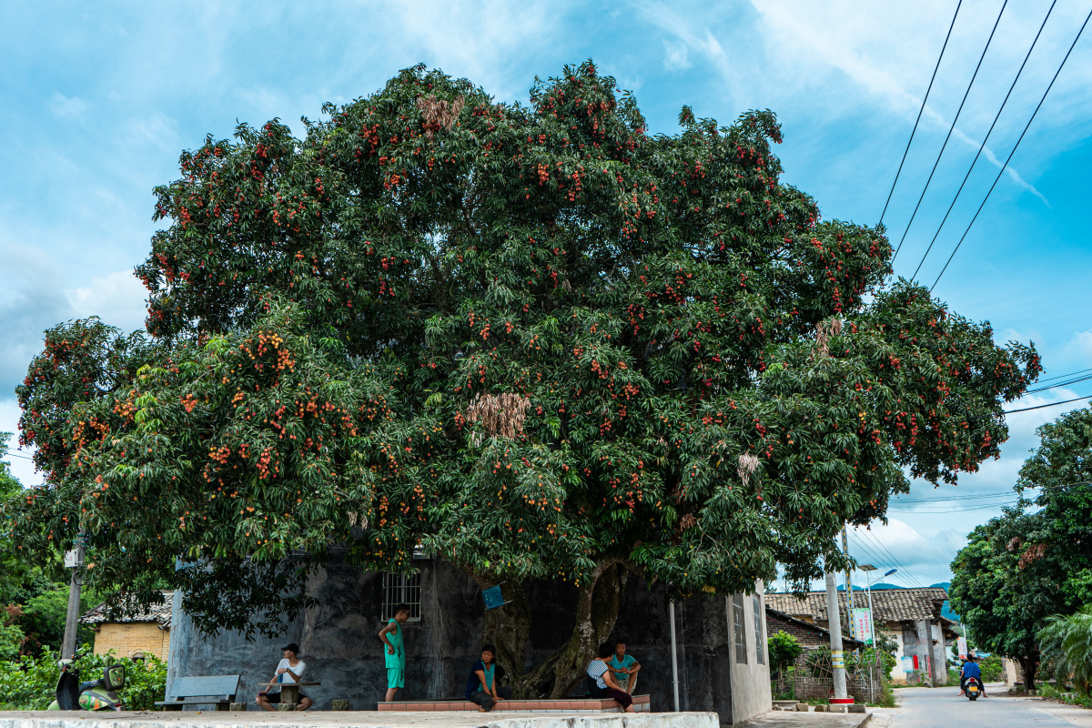 村头的那棵百年荔枝树又收获了