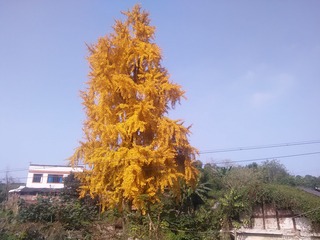 1556681