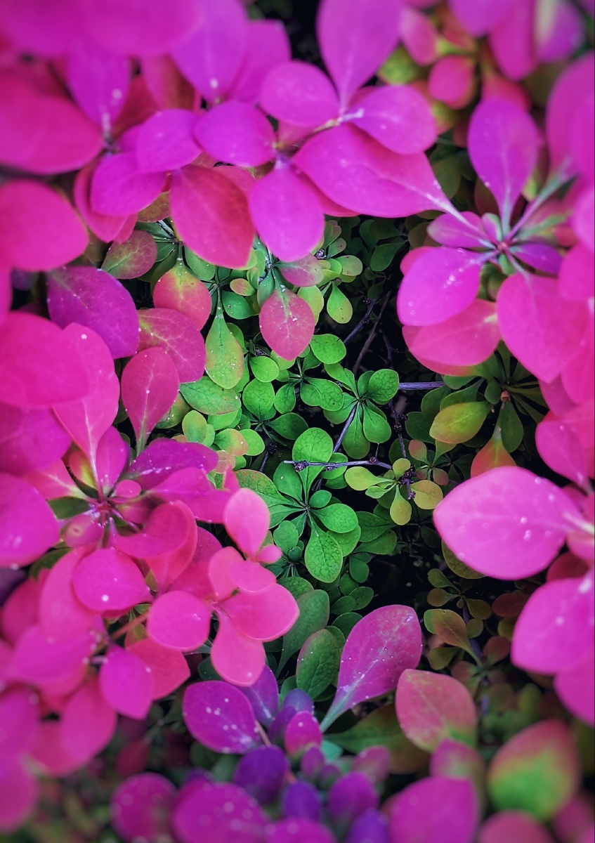 神奇的大自然同一棵植物竟生出如此对比强烈的色彩