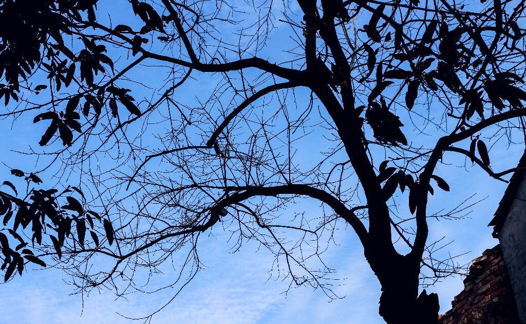 TREE.