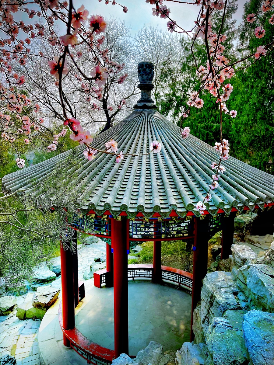 春天来了北海公园山桃花
