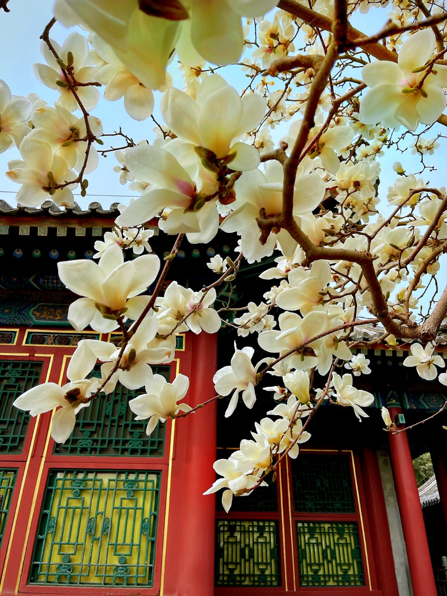 颐和园 乐寿堂玉兰.