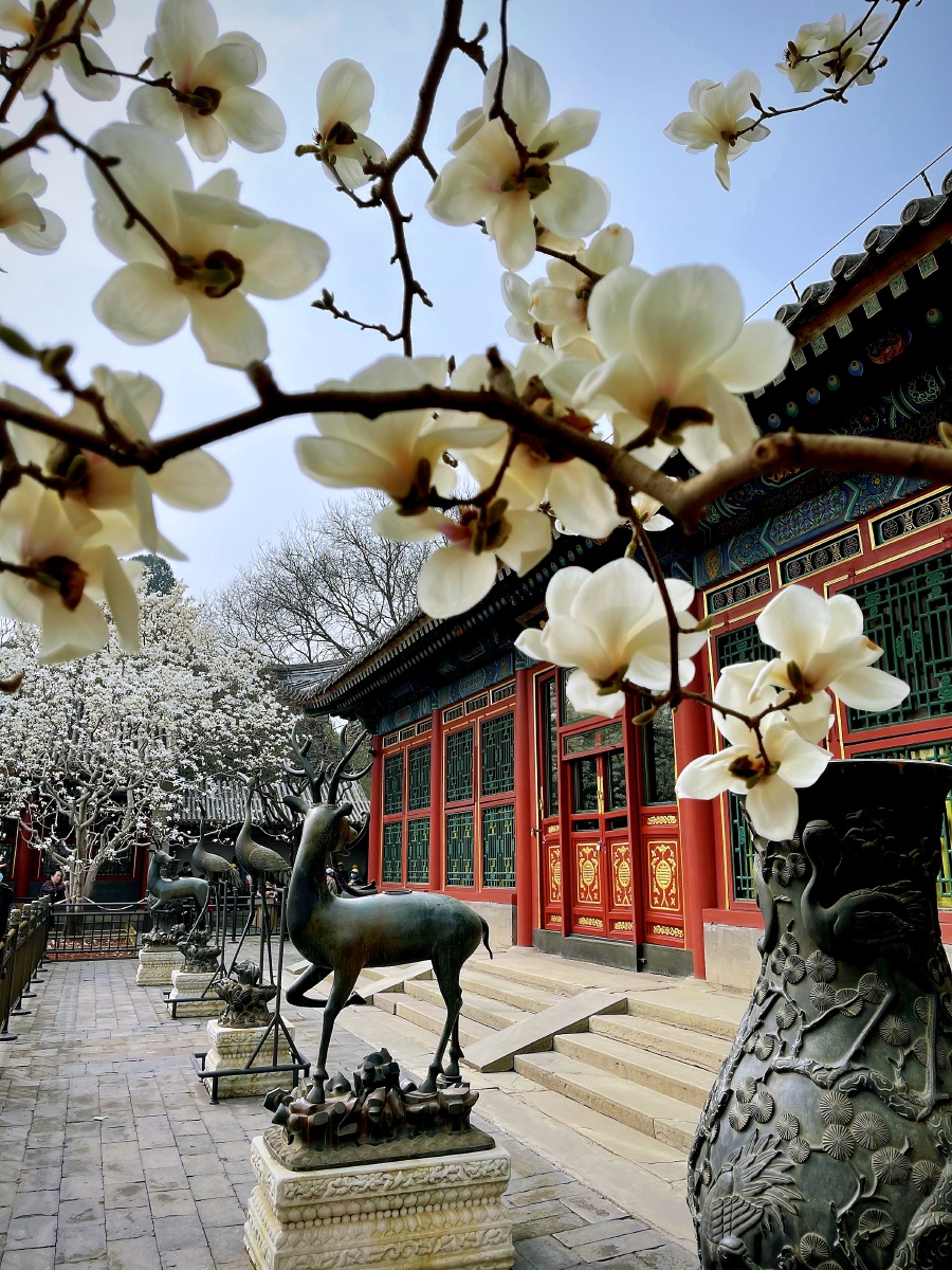颐和园 乐寿堂玉兰.