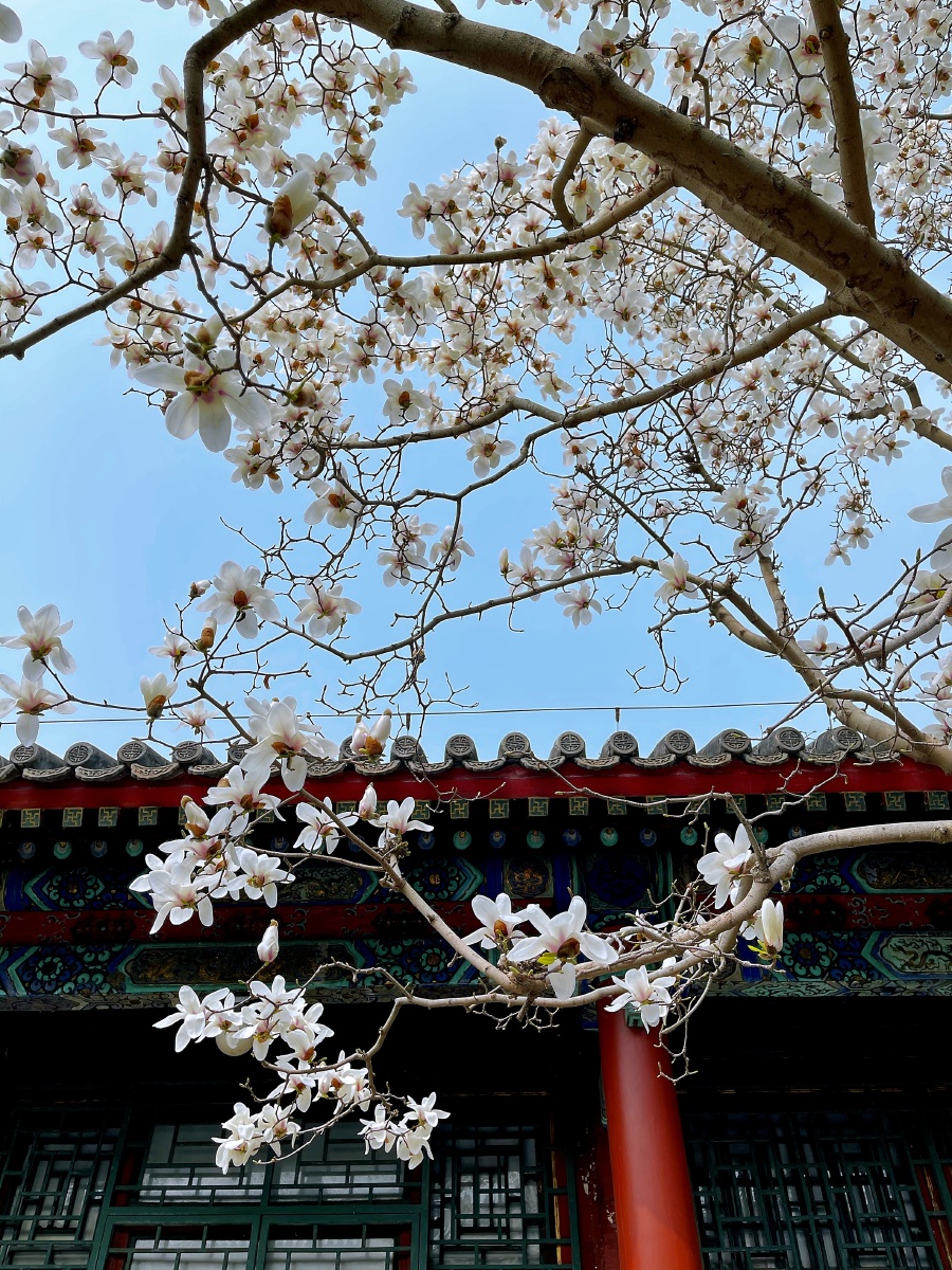颐和园 乐寿堂玉兰.