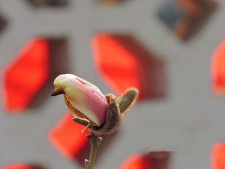961