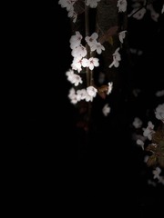 3FA0312D-A25B-4DBE-9419-D203FCCAC46C/L0/001