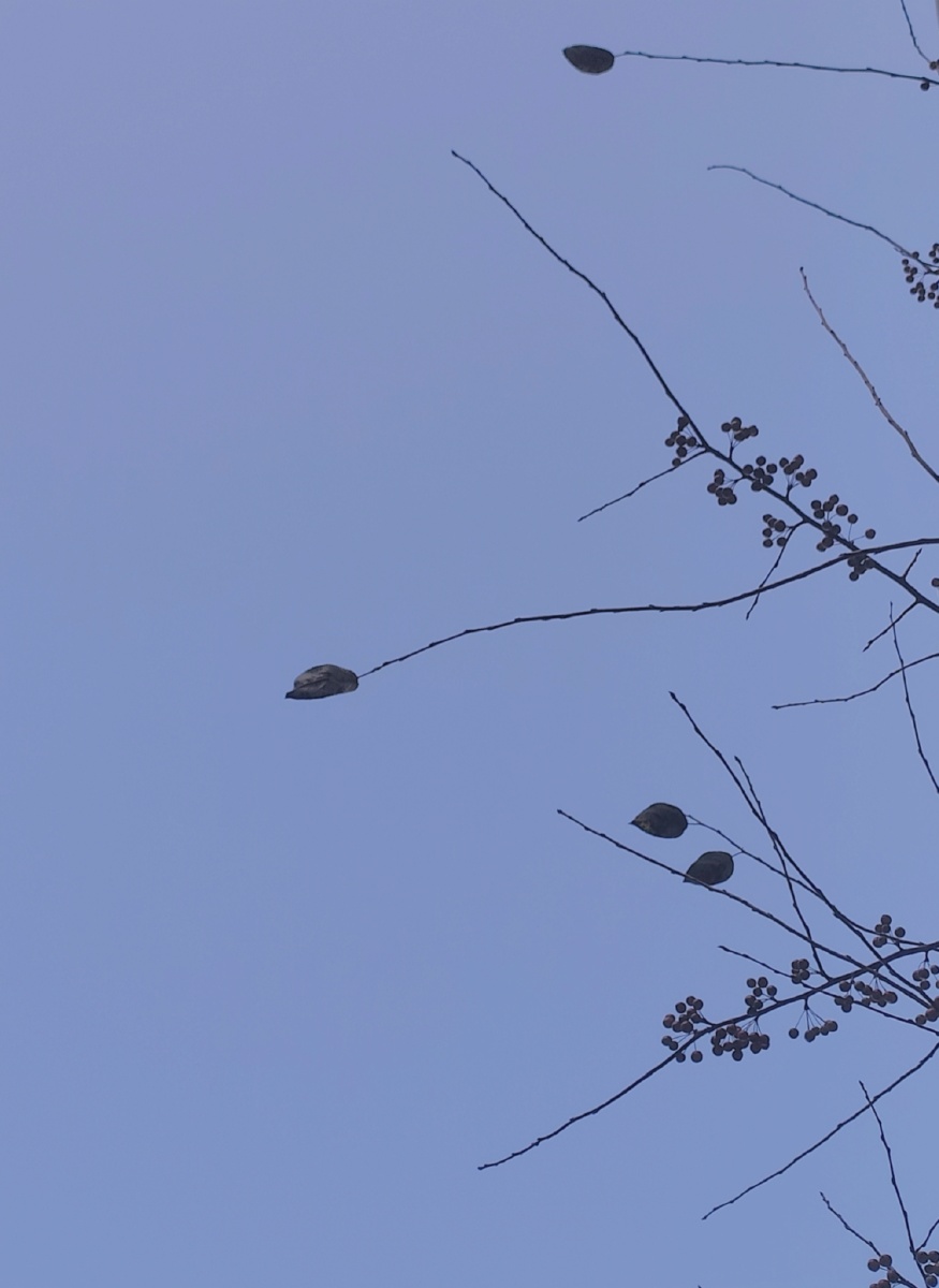 平平淡淡的日子配上我平平淡淡的照片