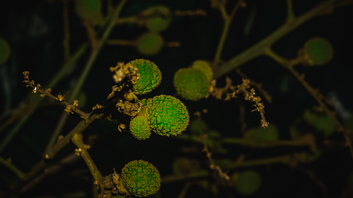 青涩的龙眼幼果