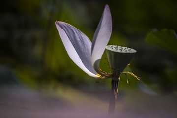 466420