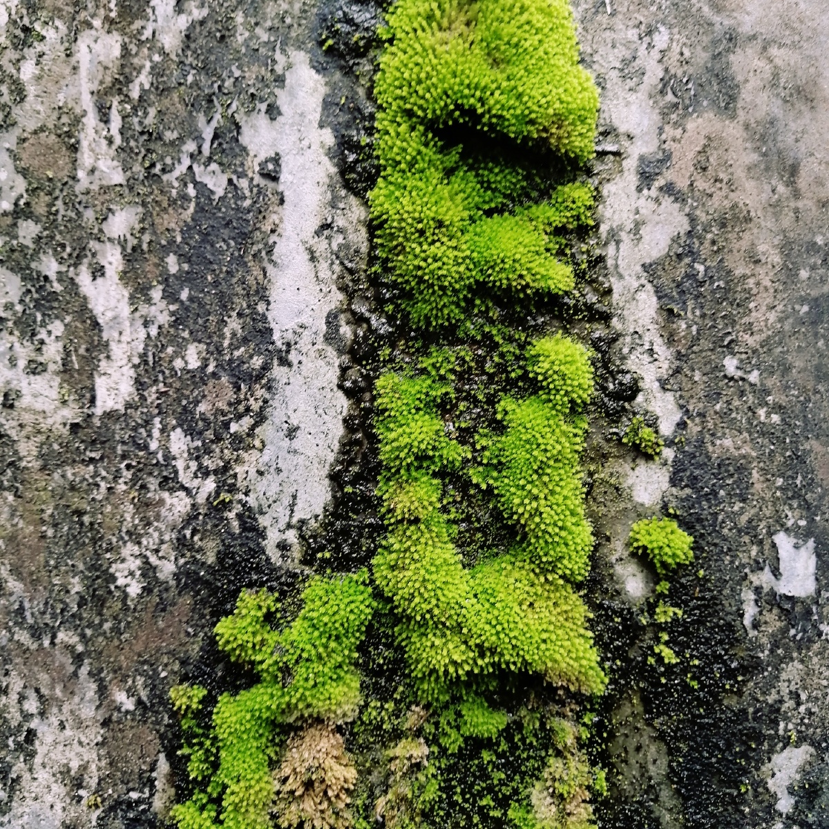 冰球突破图文并茂：手把手教你制作苔藓微景观的构图技巧与制作细节处理：第12集