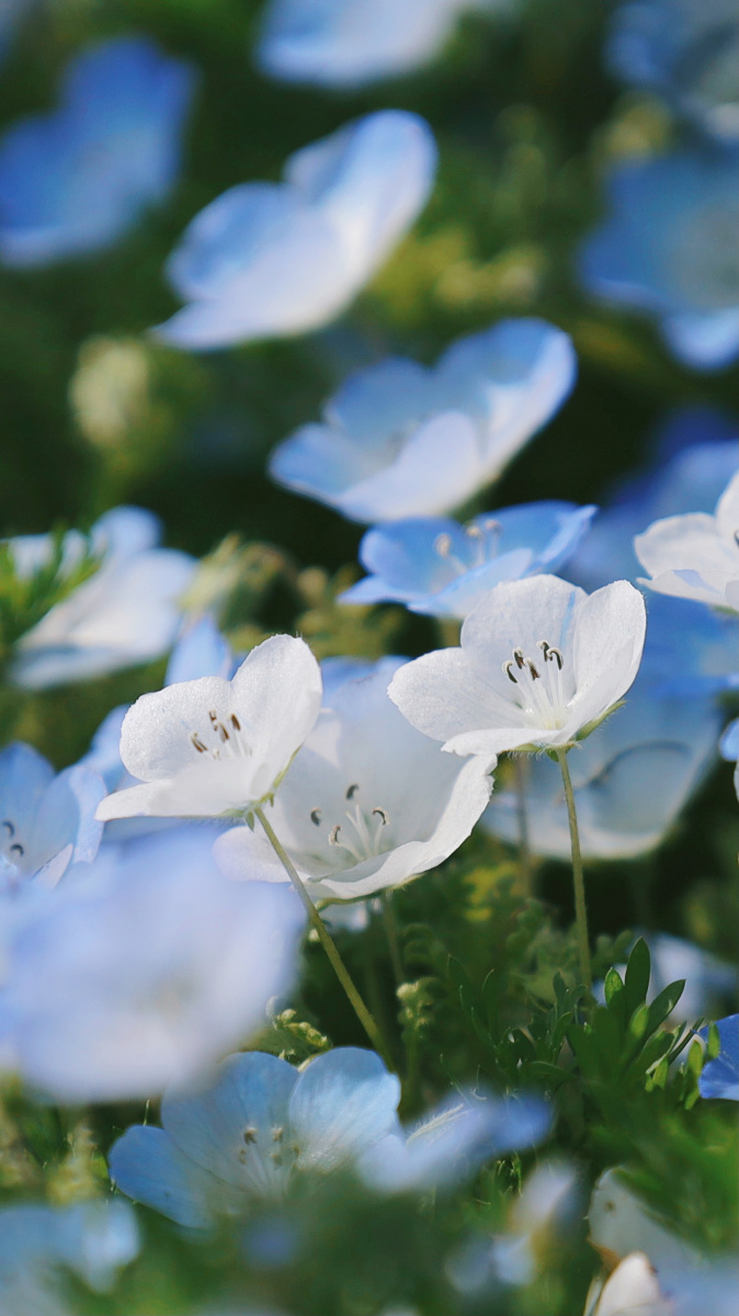 国営ひたち海浜公园粉蝶花babyblueeyes