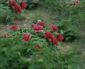 D3C5946D-F3BC-4FB1-88B8-42D8D41776E8/L0/001