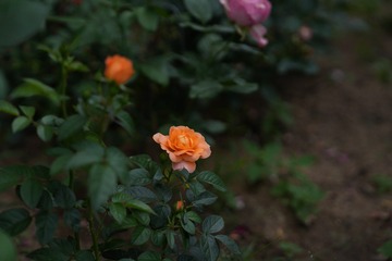 53D3DCF7-0AE9-47C9-A9FC-040A8BC5714A/L0/001