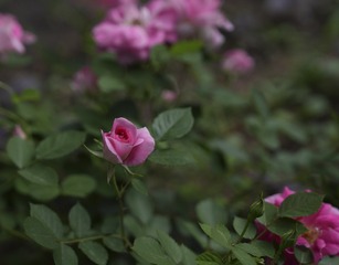 CBFED0F0-F063-4F8A-9788-BB85E2A84B6D/L0/001