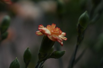 E03F6758-79E7-4ED4-8C6A-F66ABAFDA2FA/L0/001