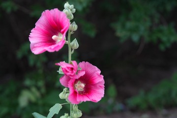 8007EB5E-496B-4AB9-B6C4-DFD1701B5FE6/L0/001