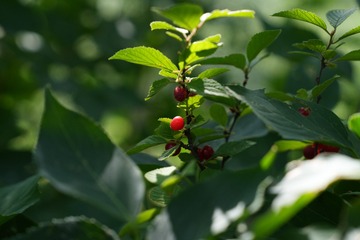 B36FA7BC-4CE6-48FF-8DCB-7B756EAA0265/L0/001