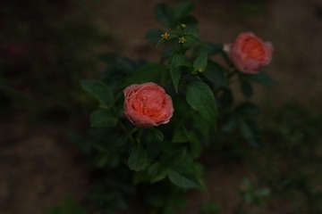 A48C2776-C199-4955-A18A-ADBC8A0D2050/L0/001