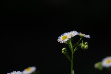 A3A57F1D-EBA3-47E5-B12C-DAB5E0EC4CC3/L0/001