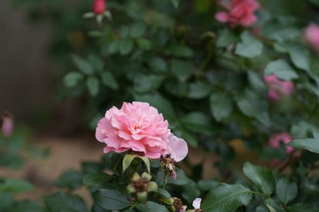 E9CDA313-B8DB-40BE-8B00-FFBDFC2B694F/L0/001