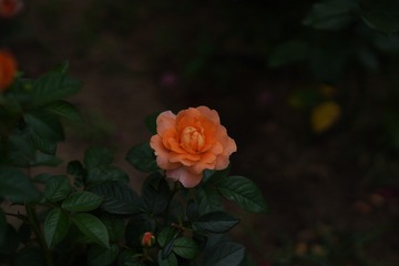 C2EAC86D-A060-4E3E-B839-2C61660027B0/L0/001