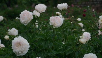 108A38D1-B635-4E97-835D-170DC3769A61/L0/001