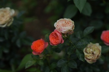 D16E6D35-1E4C-4A7E-8F9C-D0E41CACA02C/L0/001