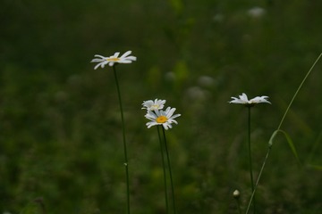 98660E27-E69E-423D-917A-1CE2EA6A243E/L0/001