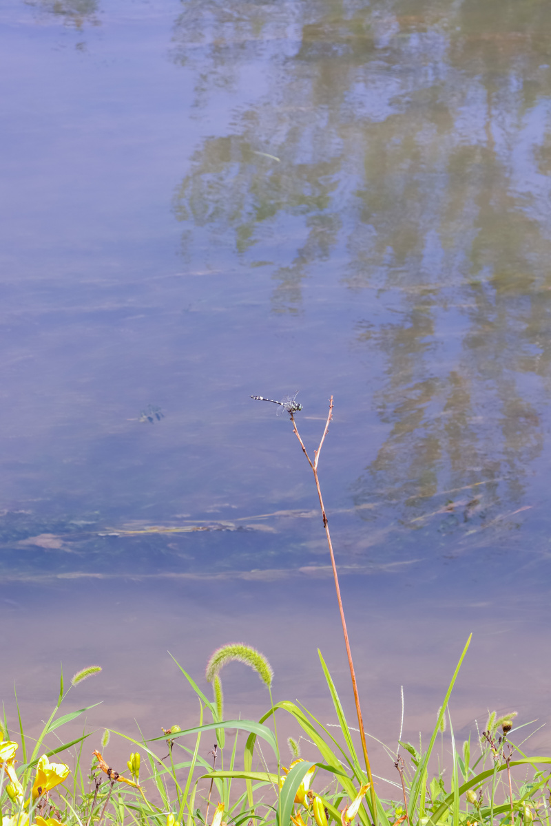 河边蜻蜓