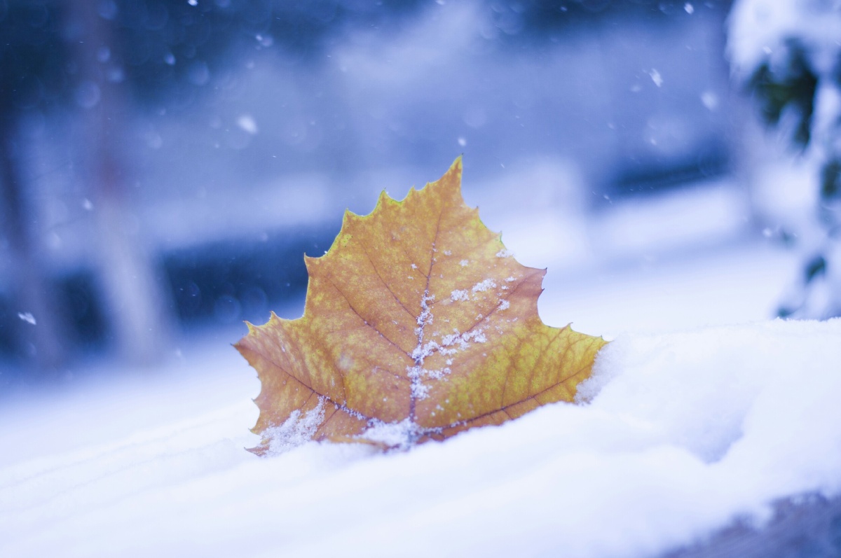 千枝万叶雪下埋一叶飘零寻根去