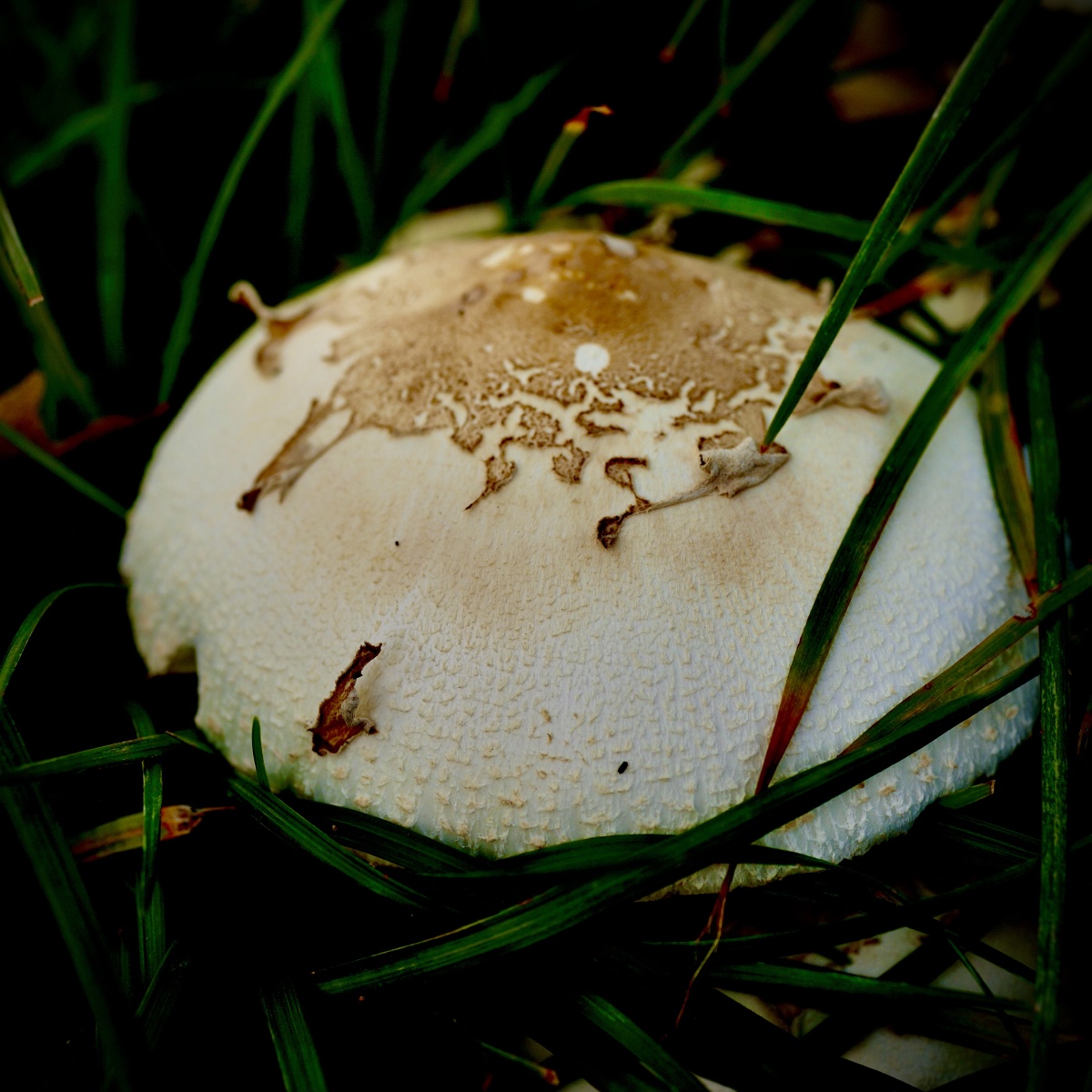 雨后城市里草丛中的蘑菇