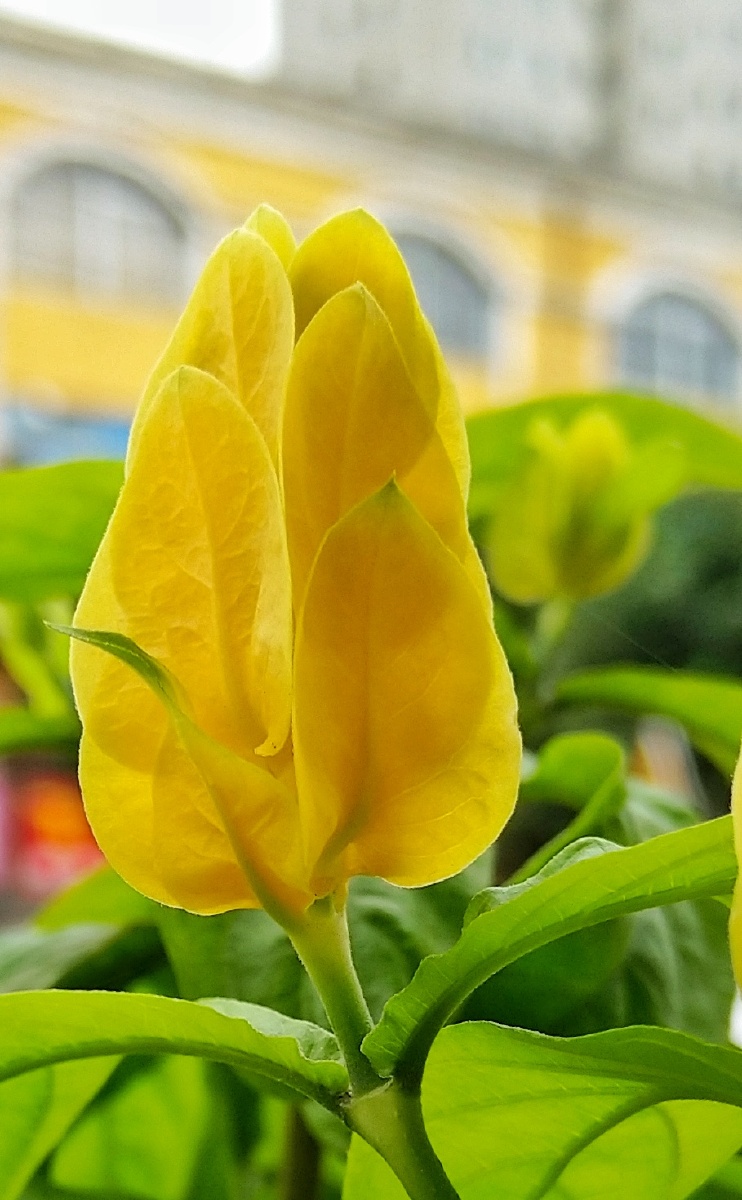 又一茬黄金塔开花了