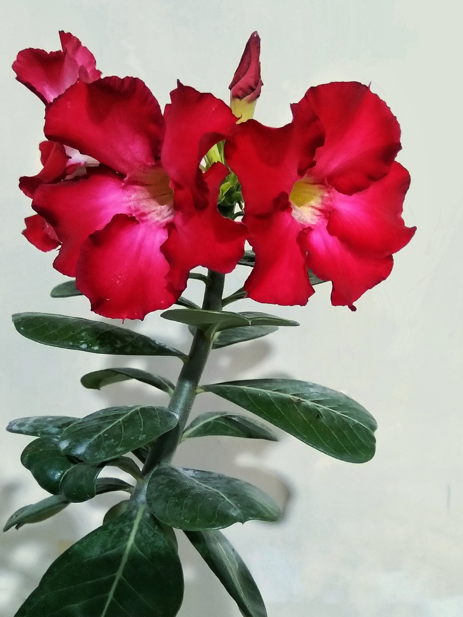 沙漠玫瑰花 - 醉美居摄影师