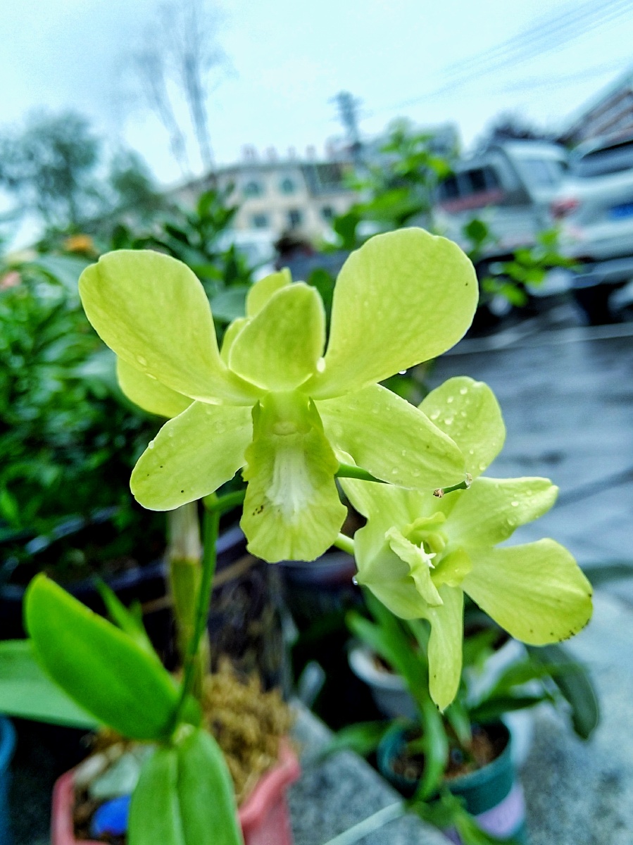 开绿色花的石斛