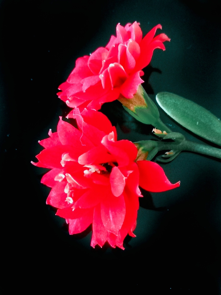 长寿花~单独拿出来挺漂亮的 - 醉美居摄影师 - 图虫