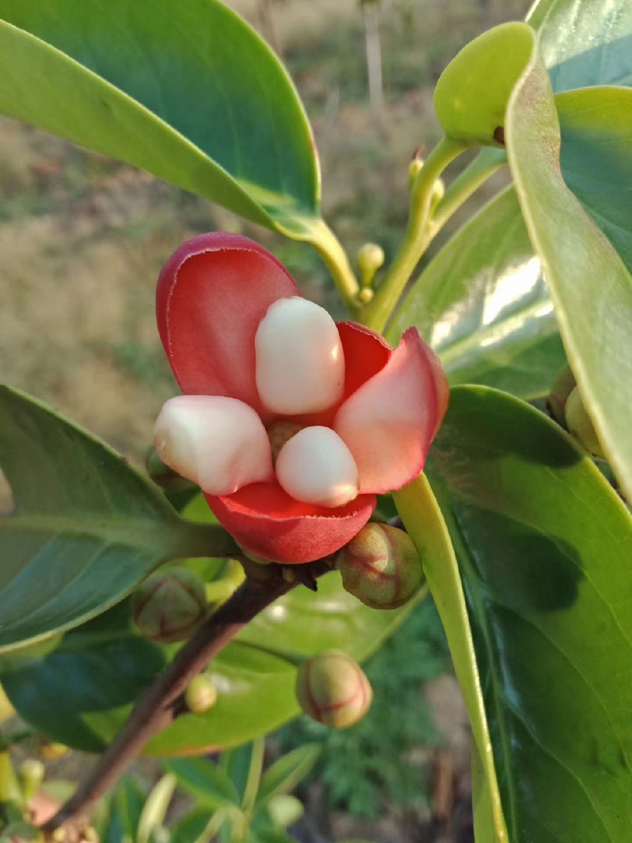 云南特色水果布福娜黑老虎开花阶段好漂亮