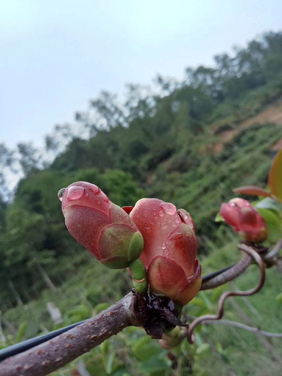 云南特色水果布福娜黑老虎开花阶段好漂亮