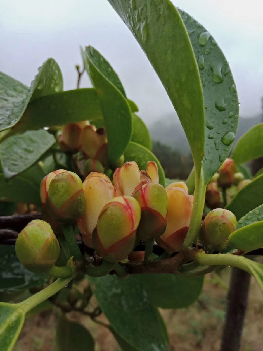 云南特色水果布福娜黑老虎开花阶段好漂亮