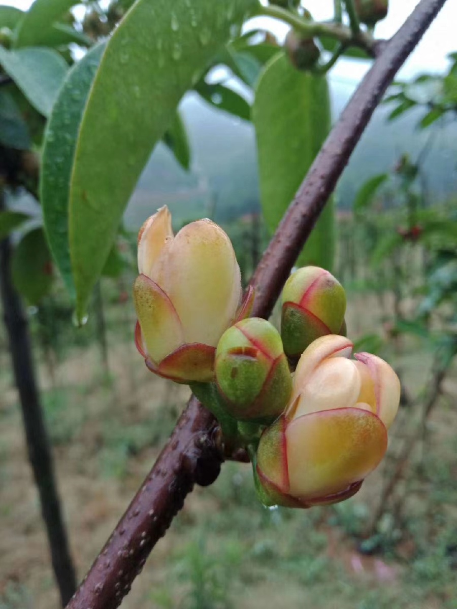 云南特色水果布福娜黑老虎开花阶段好漂亮