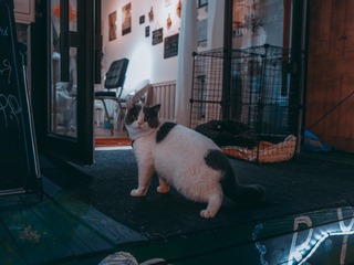 10081