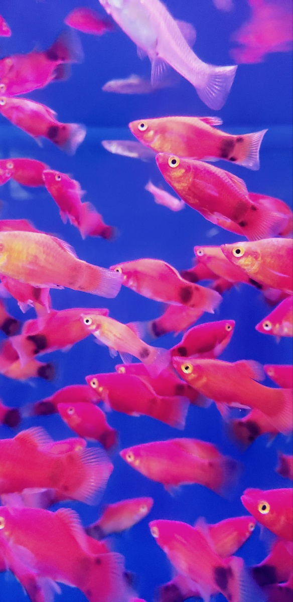 五彩斑斓的观赏鱼