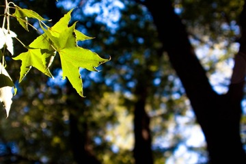 IMG_0369.jpg