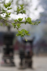 古刹春意