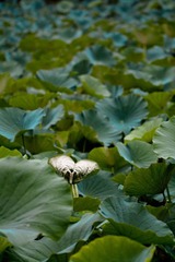 IMG_1269.jpg