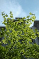 B3746E4E-6200-413C-BD3A-EB013D400361/L0/001