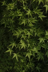 14F79199-AF54-4D89-9254-D03D2E718434/L0/001