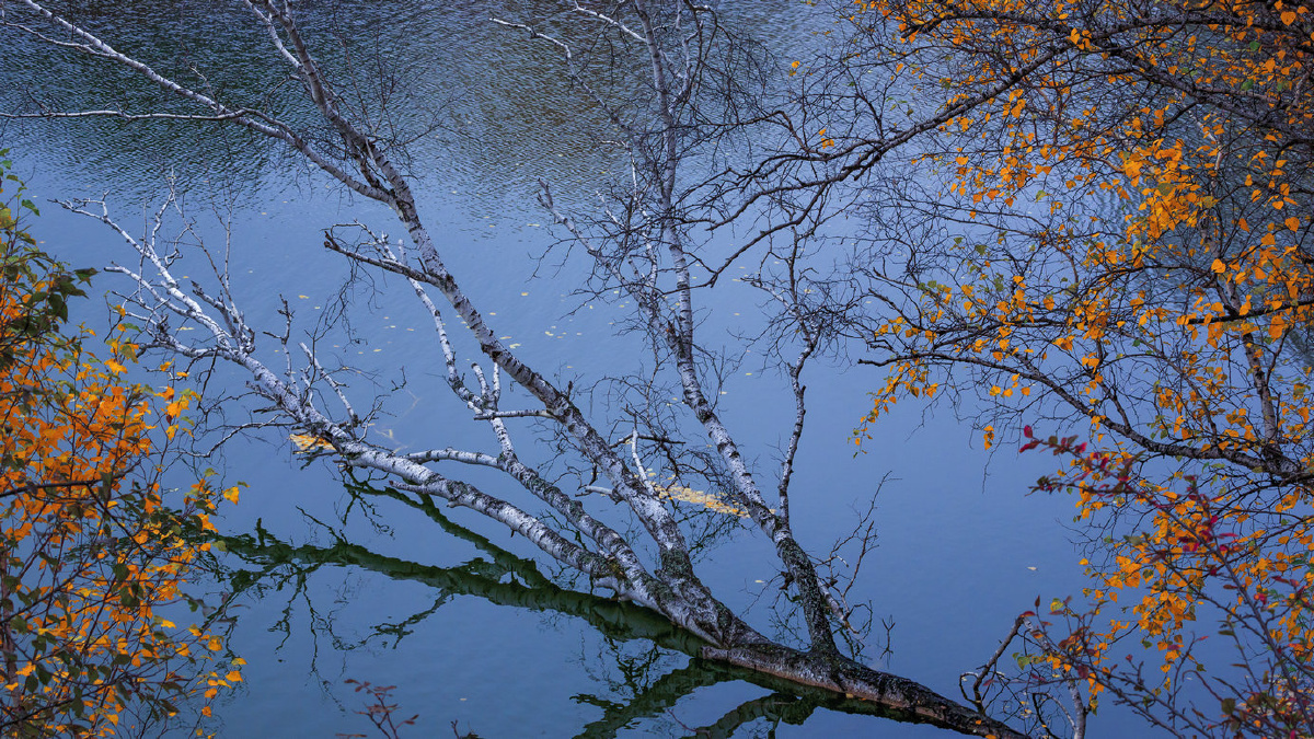 水中的白桦树