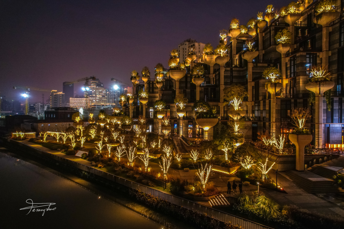 天安千树亮灯迎圣诞