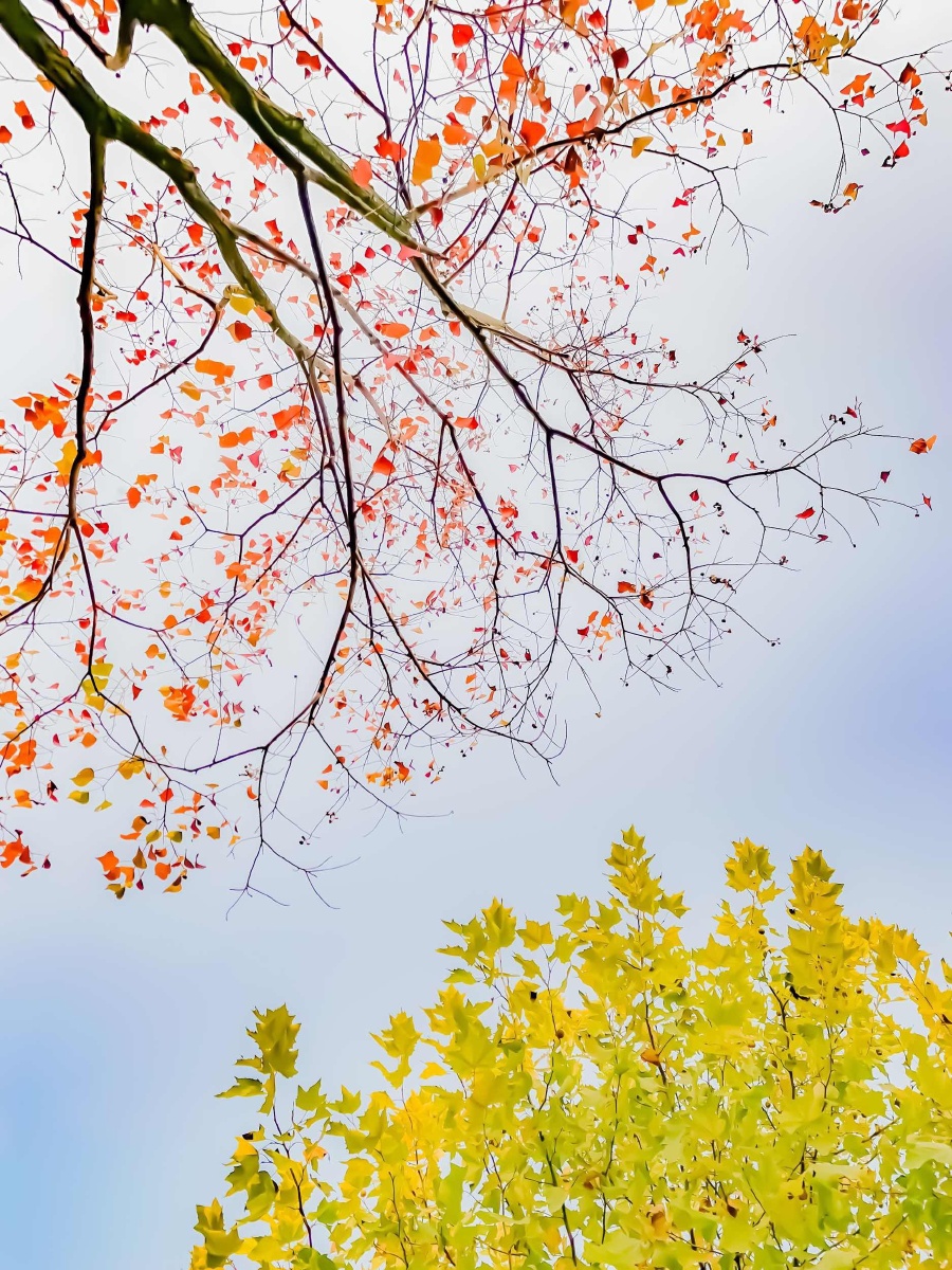 木木夕259 - 图虫网 - 优质摄影师交流社区